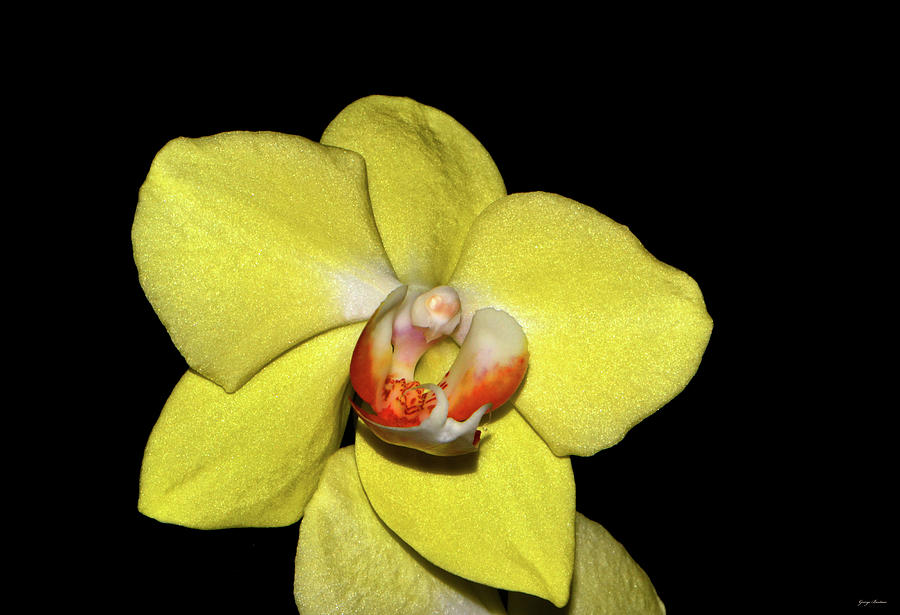 Mans Gold Cup Orchid 002 Photograph by George Bostian