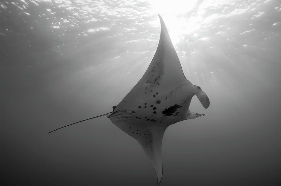 Manta Dance Photograph by John Coffey - Fine Art America