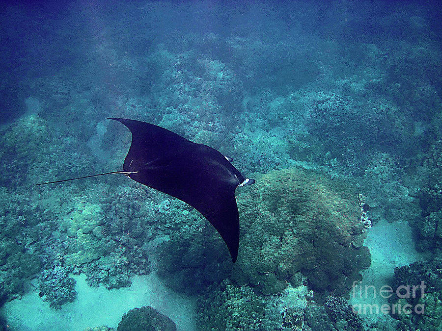 Manta Ray Gliding over Reef Photograph by Bette Phelan