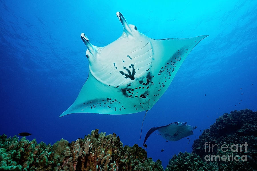 Manta Reef Photograph by Aaron Whittemore