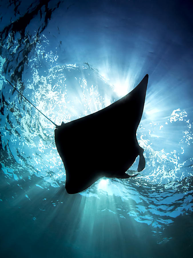 Manta Silhouette Photograph by Henry Jager