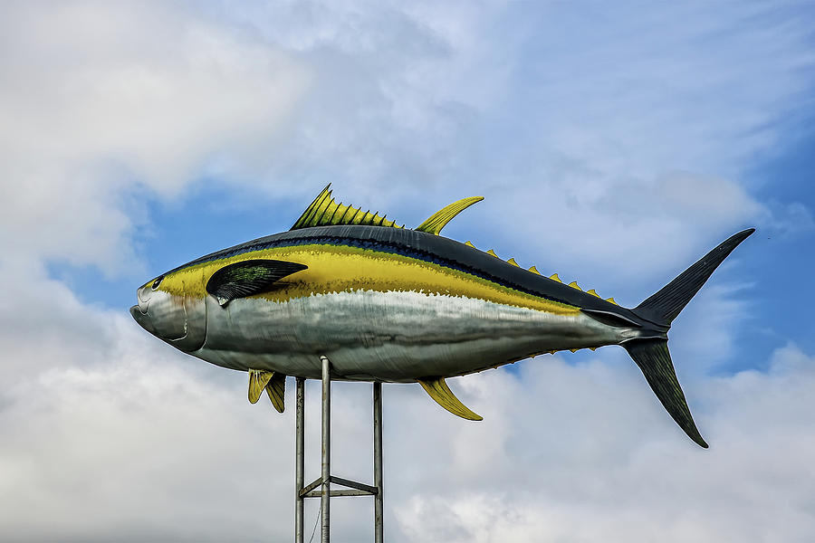 Manta Yellowfin Tuna Photograph by John Haldane