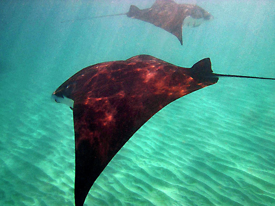 Mantas in the Bay Photograph by Bette Phelan