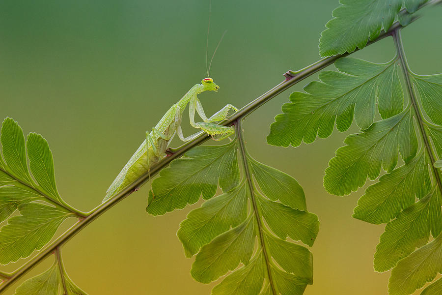 Insects Photograph - Mantis by Agus Wahyudi