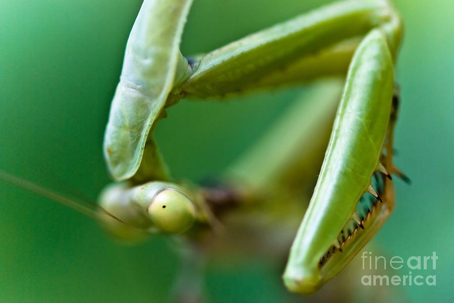Animal Photograph - Mantis by Charles Dobbs