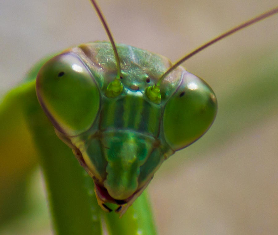 Mantis Face Photograph by Jonny D