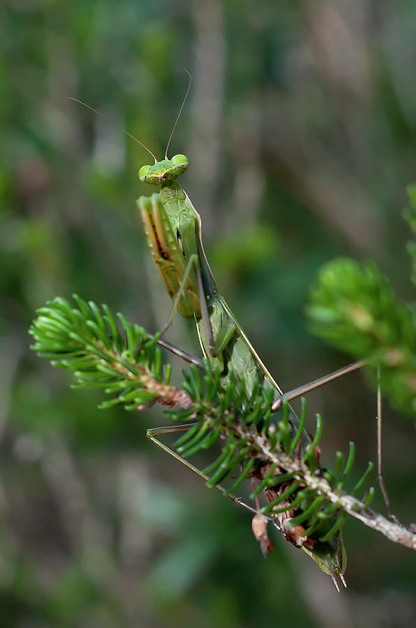 Mantis green by Pedro Cardona Photograph by Pedro Cardona Llambias