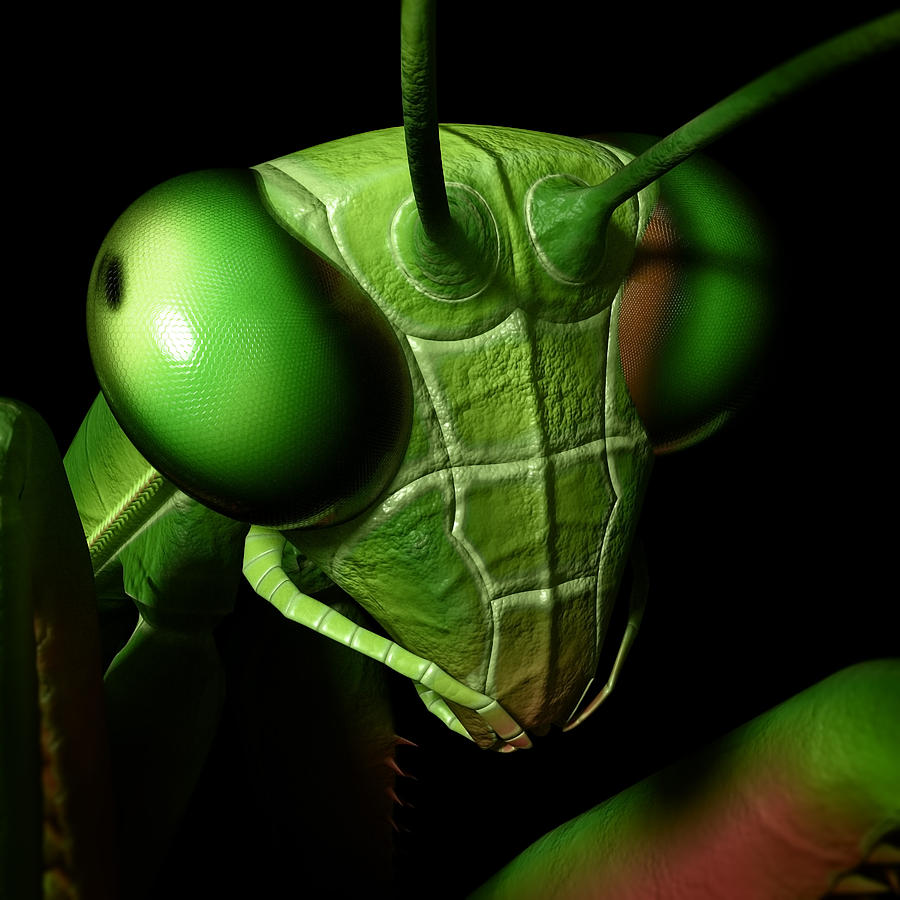 Mantis Head Digital Art by Matthew Lindley
