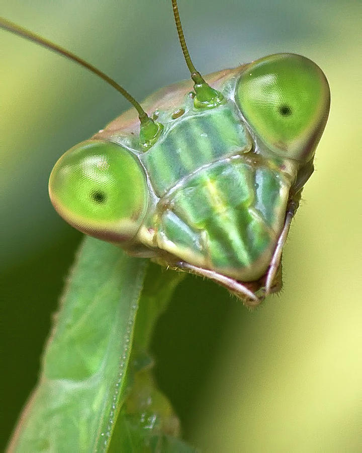 Mantis Hello Photograph by Alan Raasch