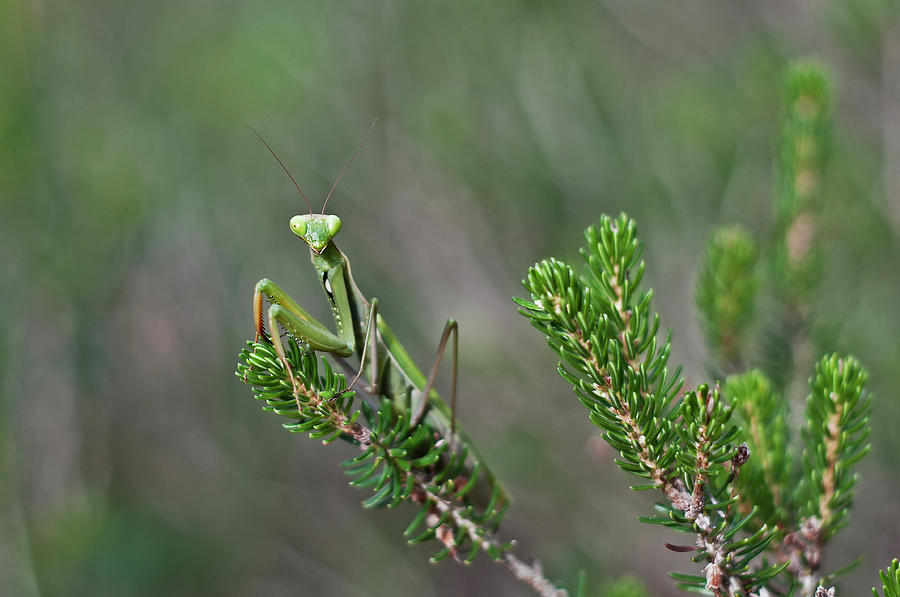 Mantis in mediterranean forest by pedro cardona Photograph by Pedro Cardona Llambias