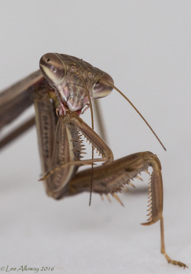Mantis Photograph by Lee Alloway