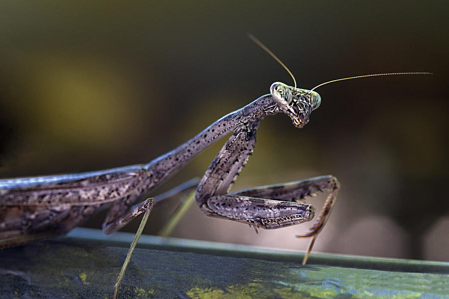 Mantis Photograph by Mitch Spence