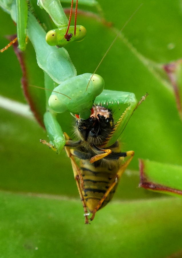Mantis Munchies Photograph by Guy Pettingell
