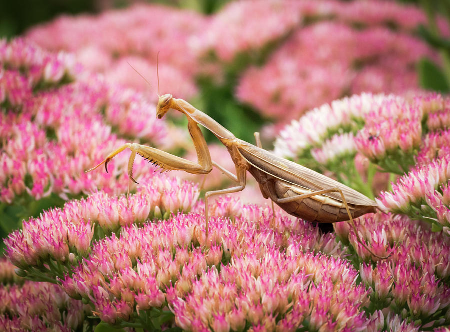 Insects Photograph - Mantis Profile by Jean Noren