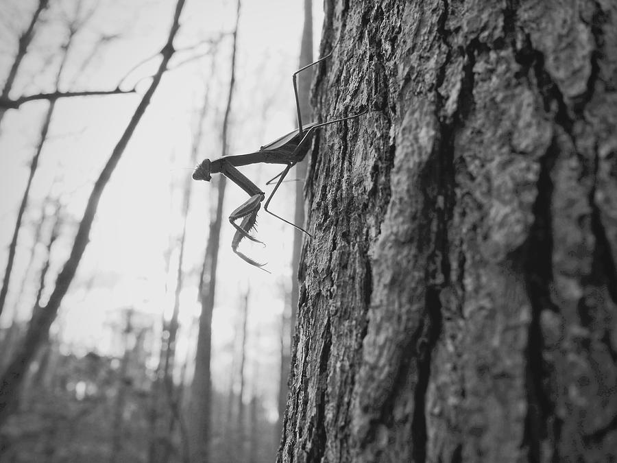 Mantis Photograph by Rachel Morrison