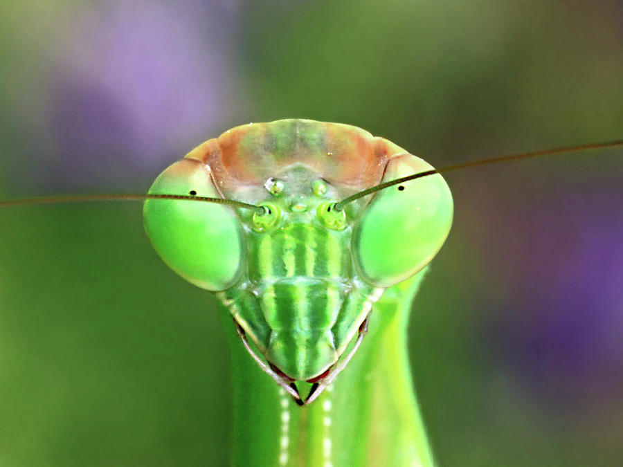 Mantis stare-down Photograph by Carolyn Derstine