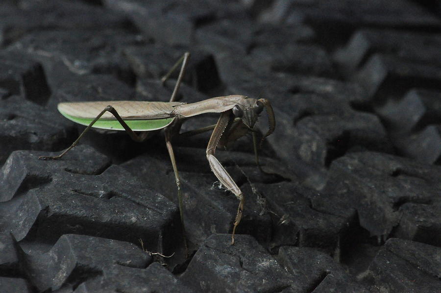 Mantis... Photograph by Thomas Gorman