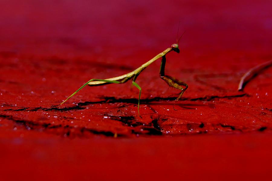 Nature Photograph - Mantis Walk by Rhonda DePalma