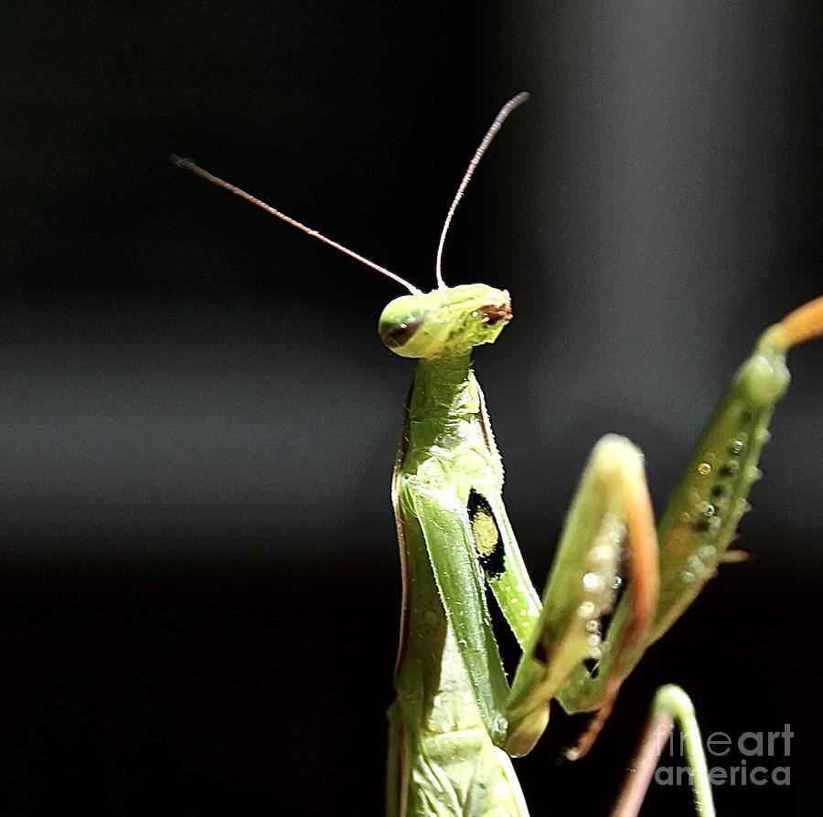 Mantises Photograph by Elisabeth Derichs