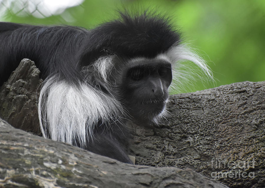 Mantled Colobus Monkey Resting on a Tree Trunk Photograph by DejaVu Designs
