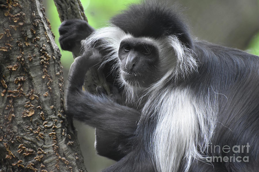 Mantled Colobus Monkey with Long Shaggy Fur on His Back Photograph by DejaVu Designs