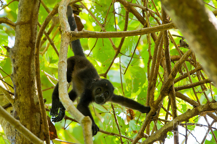 Mantled Howler Monkey Photograph By B.G. Thomson - Fine Art America