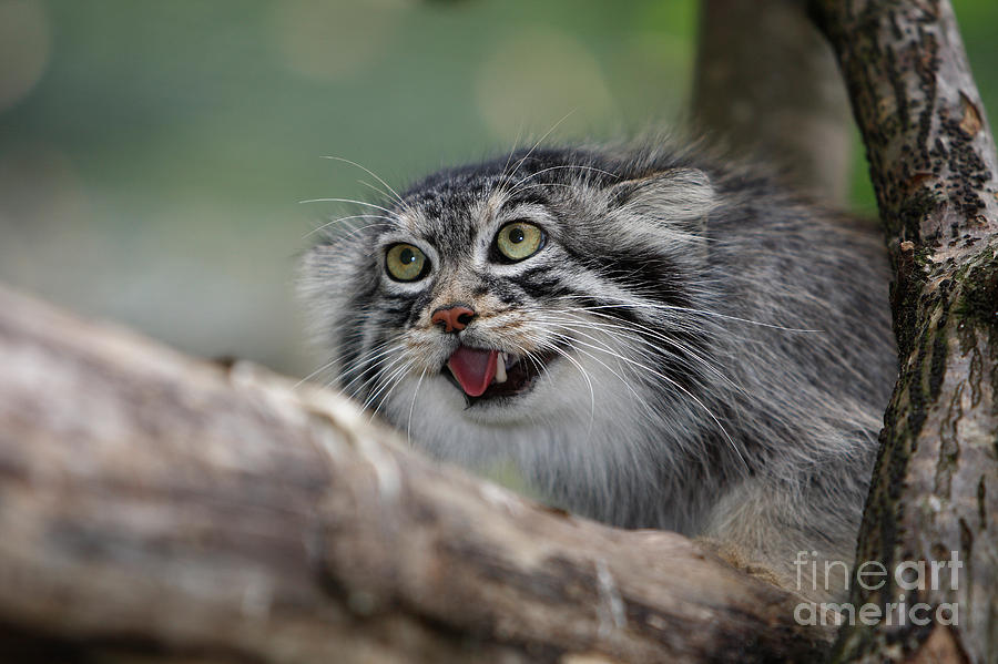 Manul Or Pallass Cat Otocolobus Manul Photograph by Gerard Lacz