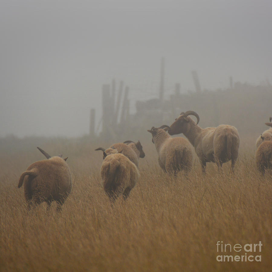 Sheep Photograph - Manx Loaghtan sheep in mist by Paul Davenport