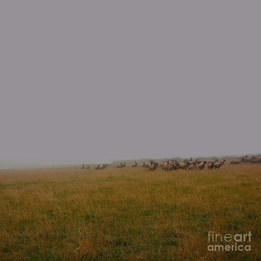 Manx Loaghtan sheep Photograph by Paul Davenport