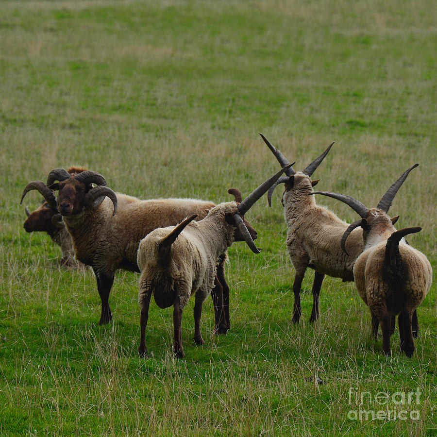Manx Loaghtan sheep strutting Photograph by Paul Davenport