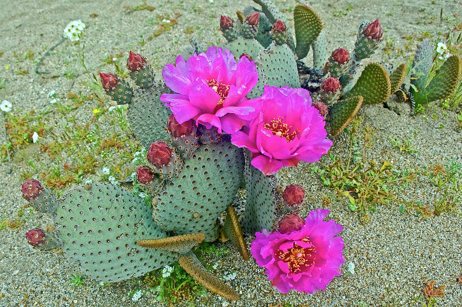 Many Buds on Beavertail Cactus in Anza-Borrego State Park-California Photograph by Ruth Hager