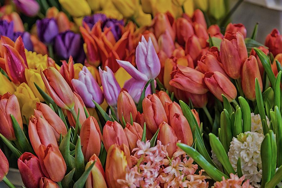 Many Colorful Tulips Photograph by Darryl Brooks