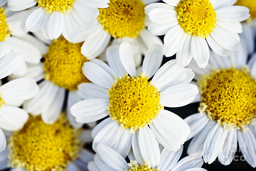 Many Daisies Photograph by Ray Laskowitz - Printscapes