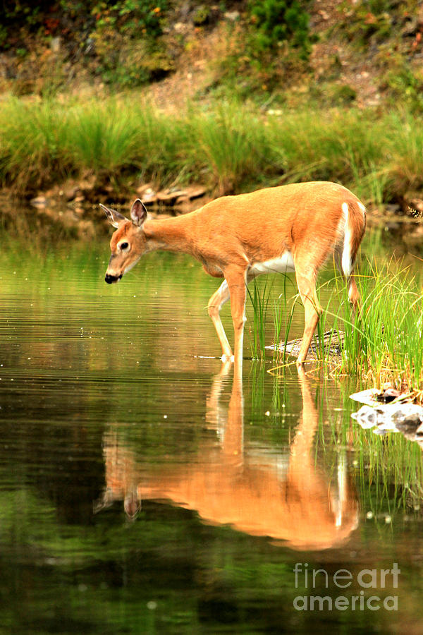 Deer Reflections In Fishercap Photograph by Adam Jewell