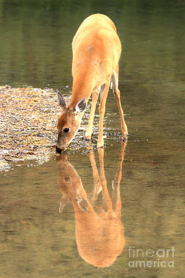 Deer Reflections Photograph by Adam Jewell