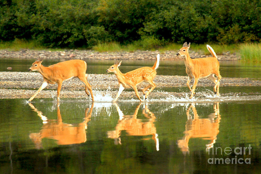 Many Glacier Deer 2 Photograph by Adam Jewell