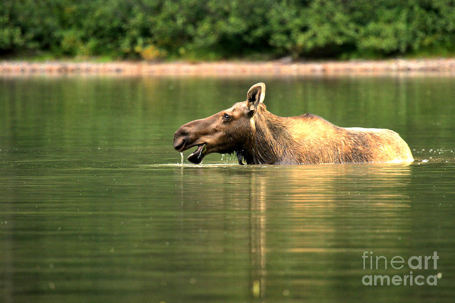Many Glacier Moose 2 Photograph by Adam Jewell