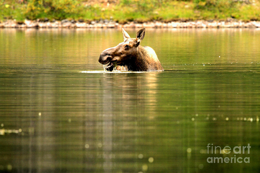 Many Glacier Moose 3 Photograph by Adam Jewell