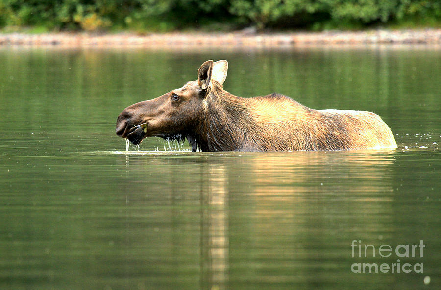 Many Glacier Moose 7 Photograph by Adam Jewell