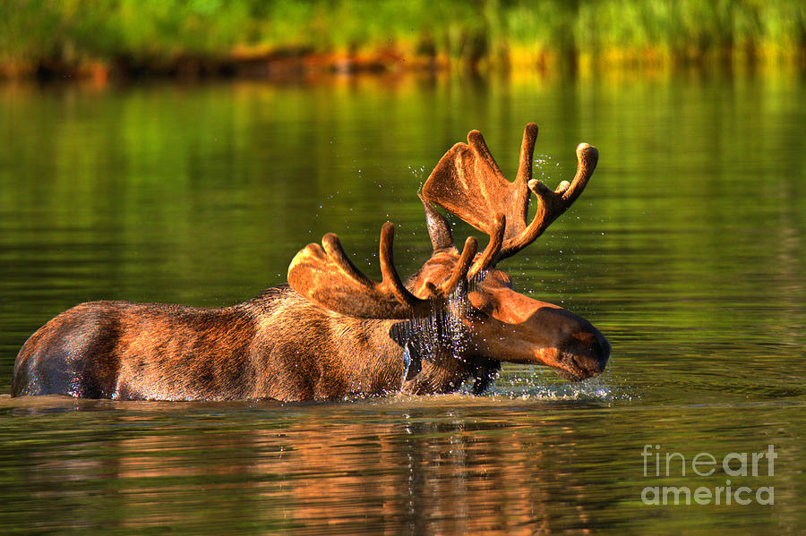 Glacier National Park Photograph - Many Glacier Moose In The Morning by Adam Jewell