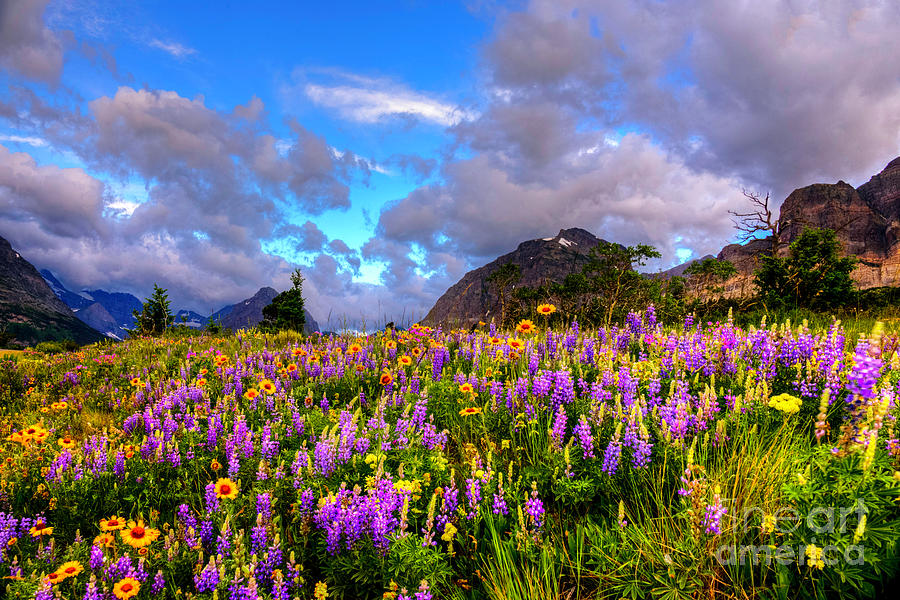 Many Glacier Wild Flowers Photograph by Jean Hutchison