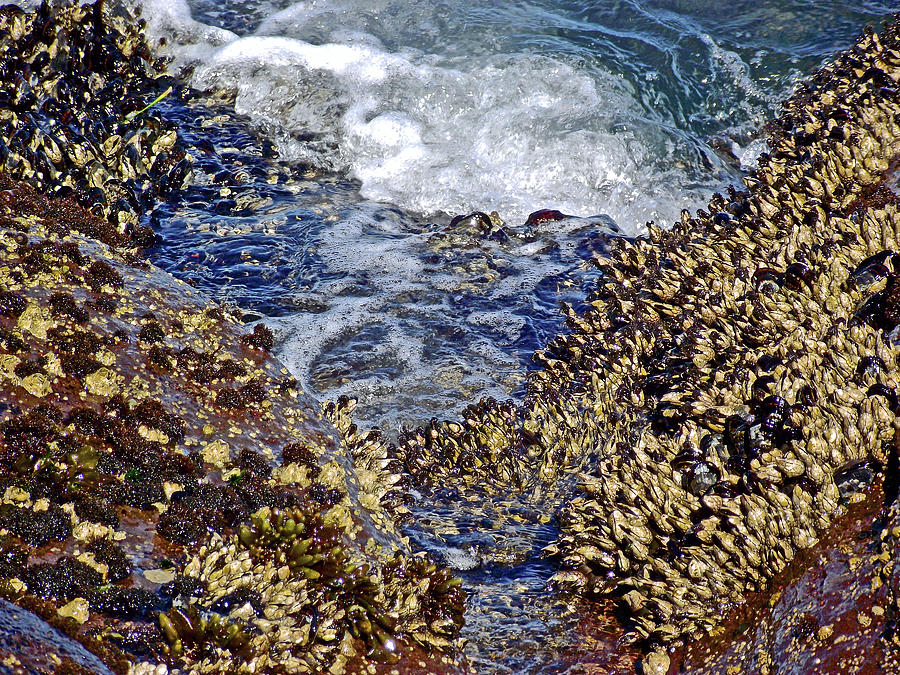 Many Mussels at Tongue Point in Salt Creek Recreation Area on Olympic Peninsula, Washington Photograph by Ruth Hager