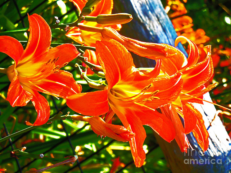 Many Orange Lilly with stamen and pistil and Post Photograph by David Frederick