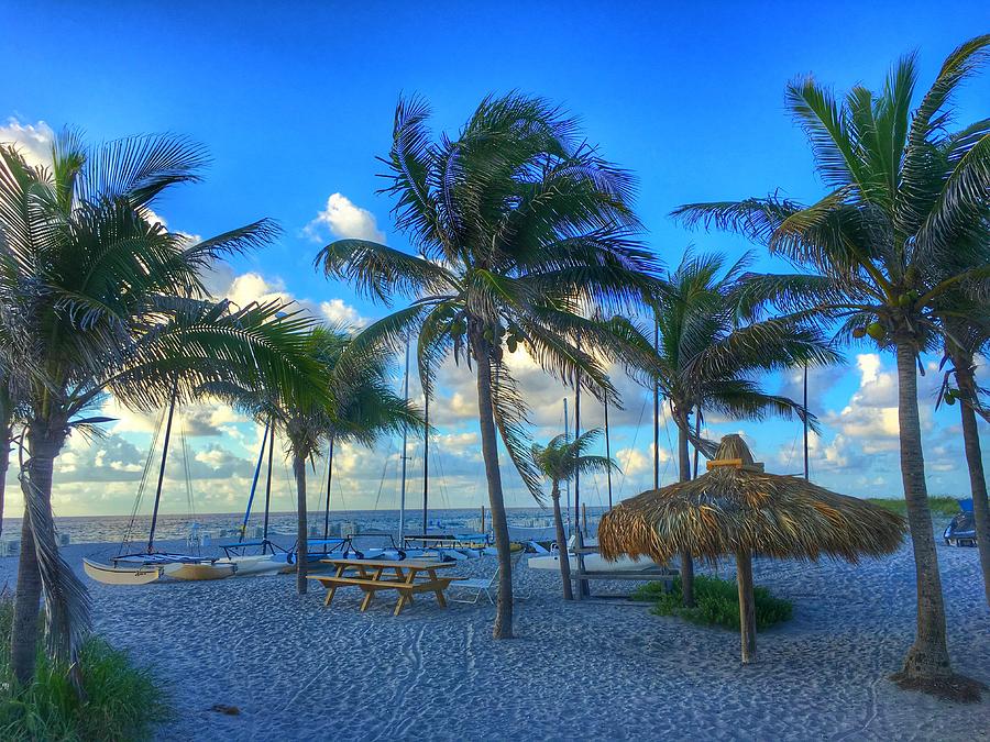 Many Palms Delray Beach Florida  Photograph by Lawrence S Richardson Jr