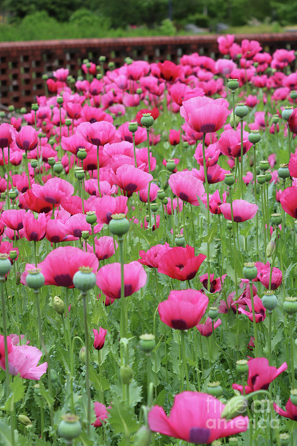 Many Pink Poppies Photograph