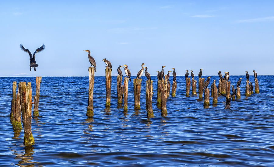 Many Seagulls Are Sitting On Stakes In The Baltic Sea Photograph by Gina Koch