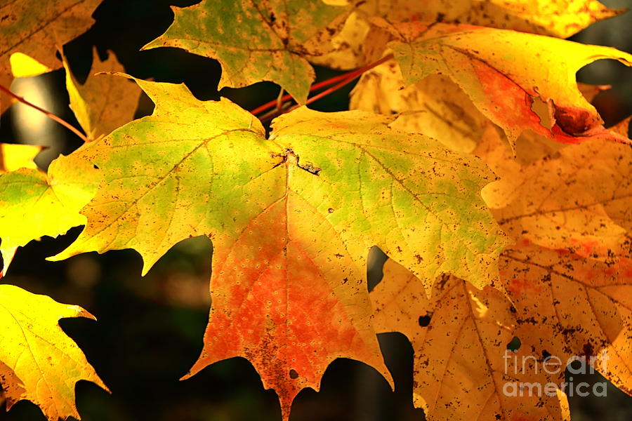 Many Shades Of A Maine Autumn Photograph