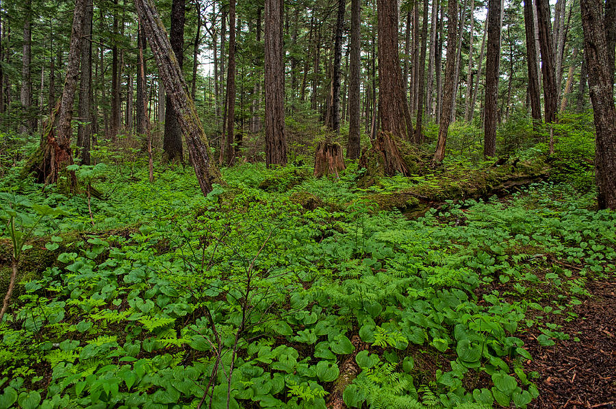 Many Shades of Green - Rainforest Trail - Juneau Alaska Photograph by Cathy Mahnke