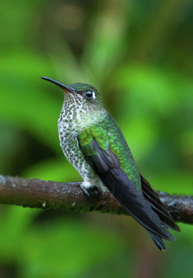 Many-spotted Hummingbird Photograph
