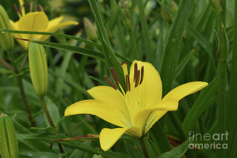 Lily Photograph - Many Stunning Yellow Lilies in the Spring by DejaVu Designs